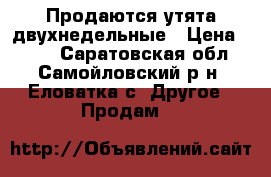 Продаются утята двухнедельные › Цена ­ 120 - Саратовская обл., Самойловский р-н, Еловатка с. Другое » Продам   